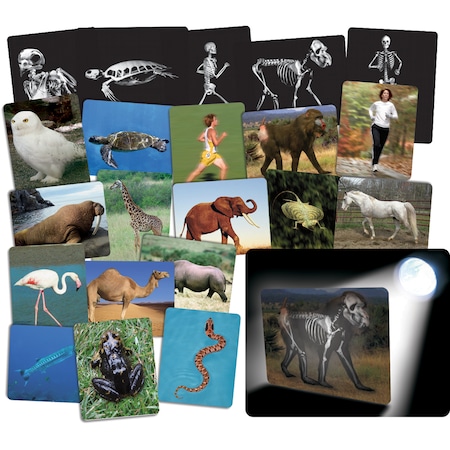 Roylco® What’s Inside Animals Card Set